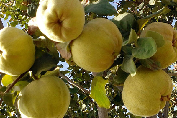 گیوی میزبان پنجمین جشنواره «هیوا» خواهد بود