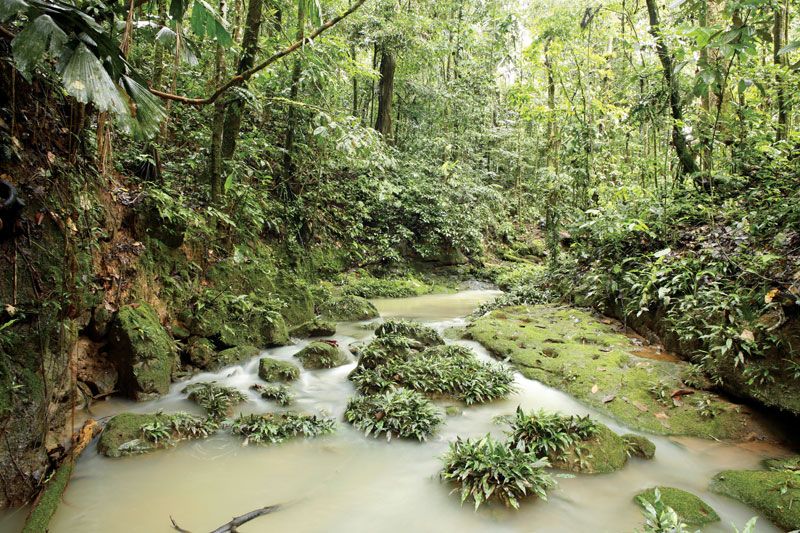 Amazon Rainforest-Amazon-Brazil