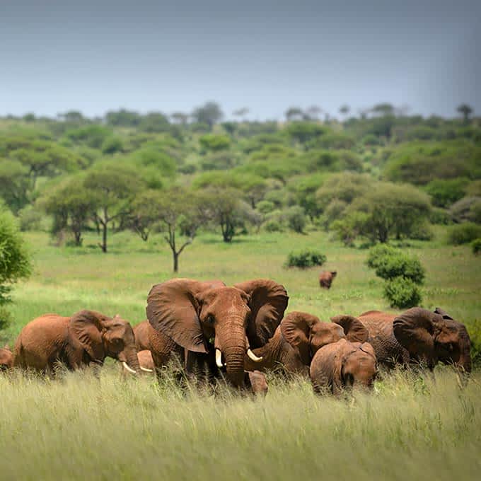 Serengeti National Park-Serengeti-Tanzania