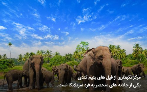مرکز نگهداری فیل های پیناوالا کندی در سریلانکا