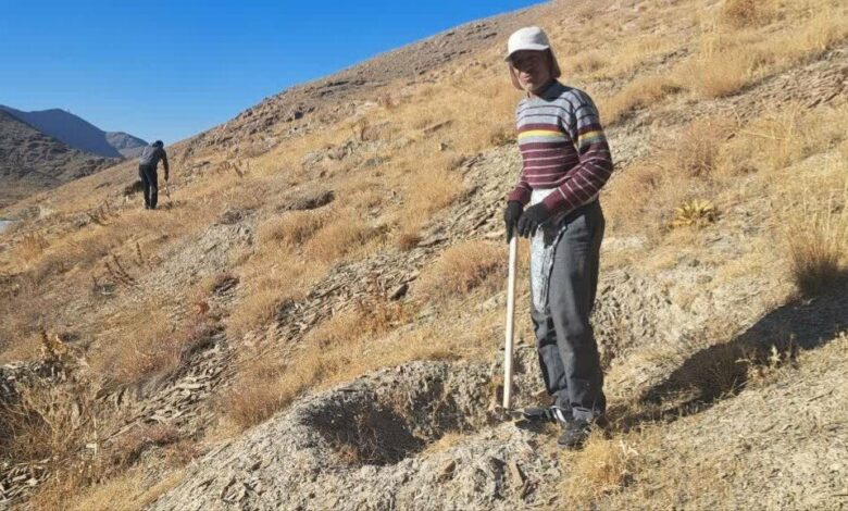 کاشت بذر بادام در ۱۴ هکتار از اراضی پارک آبخیز گردو شهرستان اراک