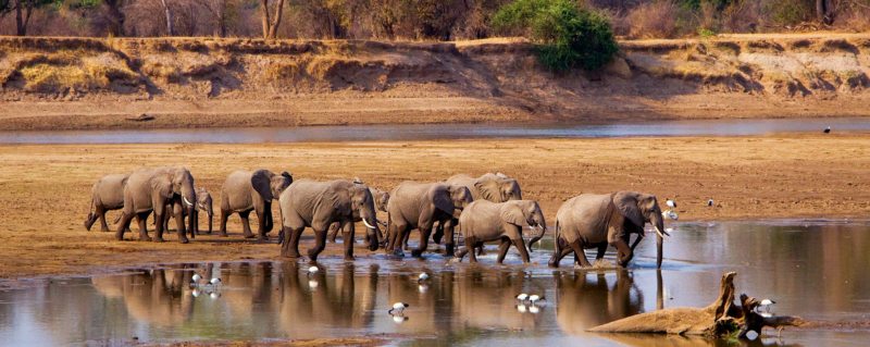 Discover the Untamed Beauty of South Luangwa National Park in Zambia