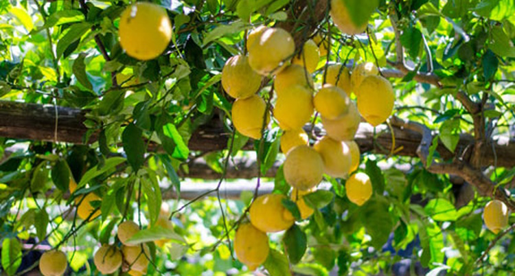 Discover Amalfi Ravello Lemon Trees on the Enchanting Amalfi Coast