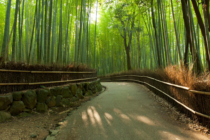 Arashiyama Bamboo Grove Kyoto: Discover Japan's Natural and Cultural Treasure