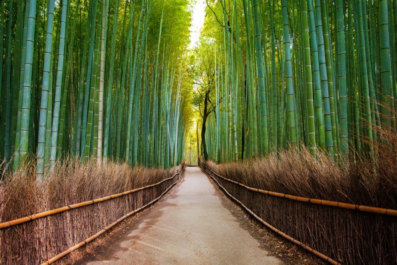 Arashiyama Bamboo Grove Kyoto: Discover Japan's Natural and Cultural Treasure