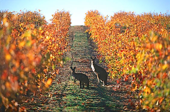 Barossa Valley South Australia: Discover the Heart of Wine, Nature & Heritage