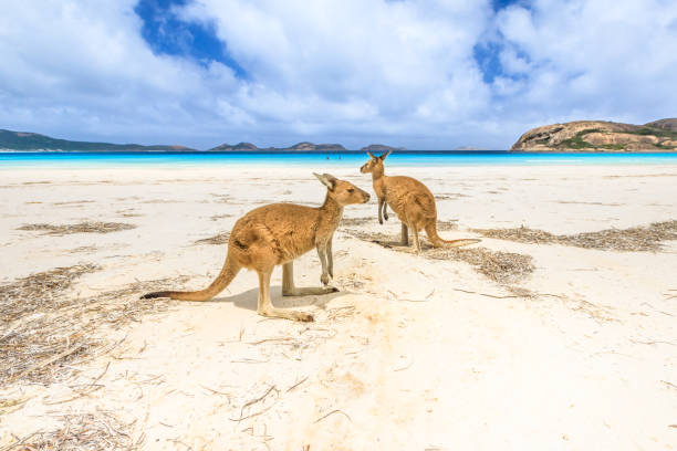 Cape Le Grand National Park Western Australia - Discover Pristine Beaches and Stunning Coastal Views