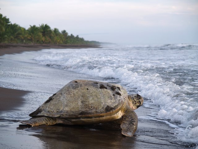Discover Tortuguero National Park: Rare Turtle Haven in Costa Rica Limón Province