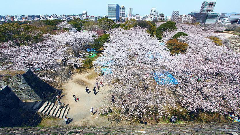 Fukuoka Castle Ruins: Discover the History and Beauty of Fukuoka Castle in Japan