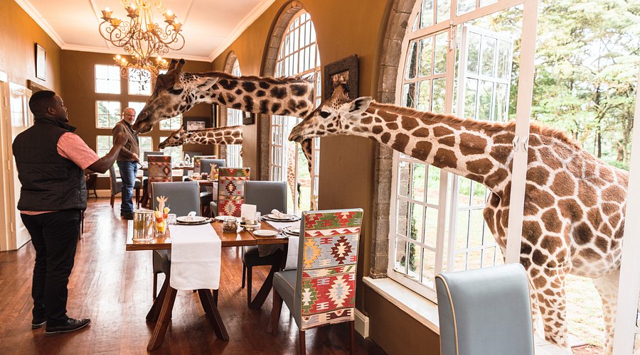Giraffe Manor Nairobi: Experience the Iconic Sanctuary with Majestic Long-Necked Giraffes