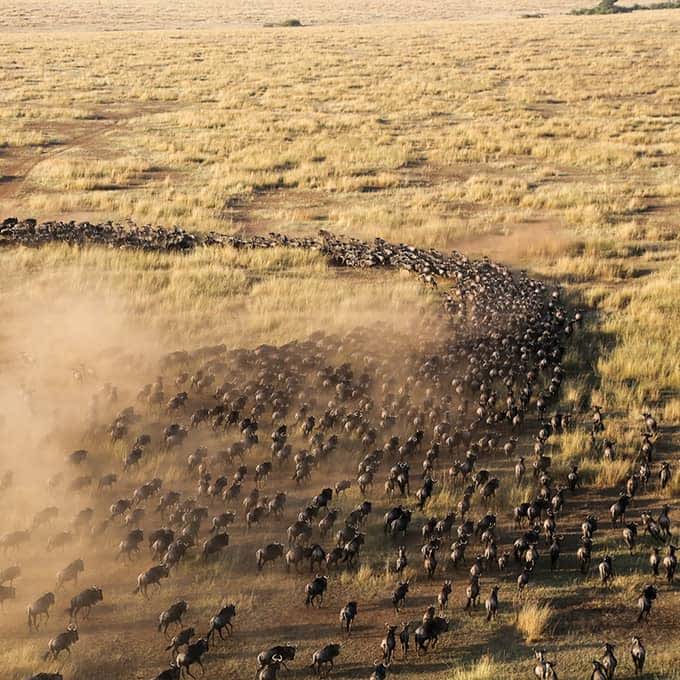 Great Wildebeest Migration Serengeti Masai Mara
