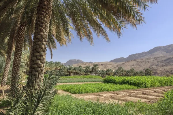 Jebel Shams: Oman’s Highest Peak with Breathtaking Views