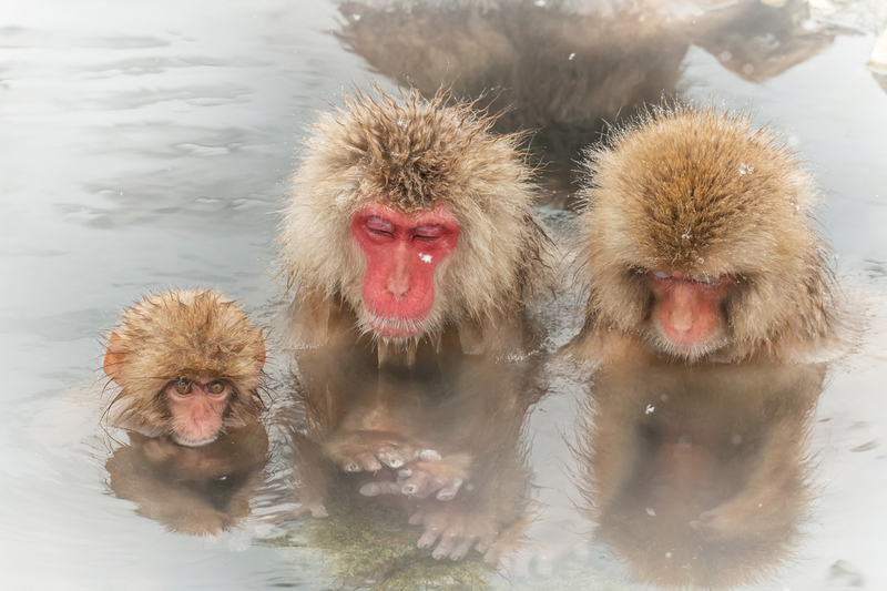 Jigokudani Monkey Park Nagano Prefecture: Unique Hot Spring Experience in Japan