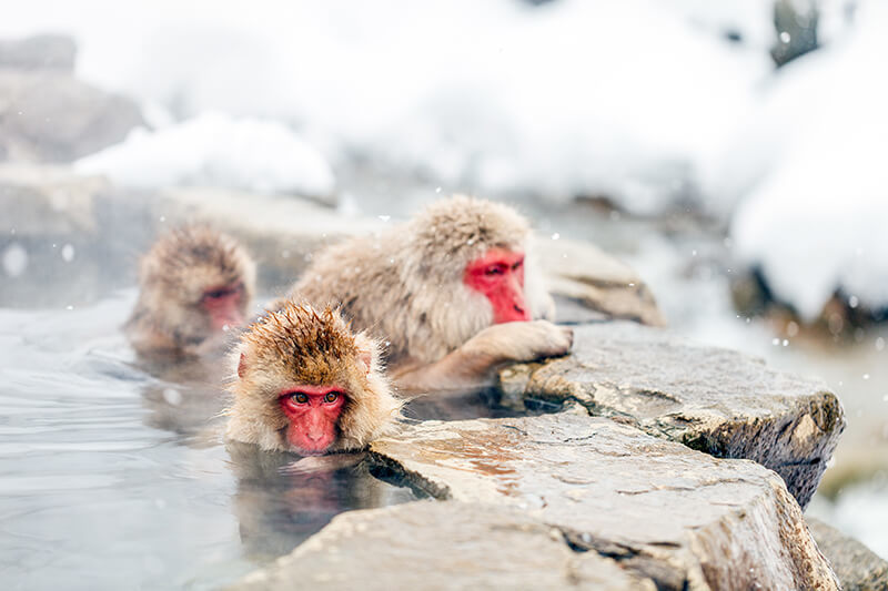 Jigokudani Monkey Park Nagano Prefecture: Unique Hot Spring Experience in Japan