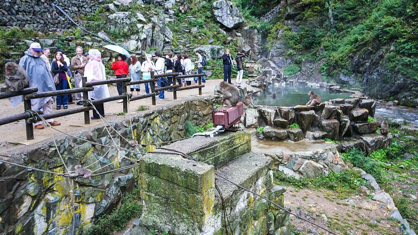 Jigokudani Monkey Park Nagano Prefecture: Unique Hot Spring Experience in Japan