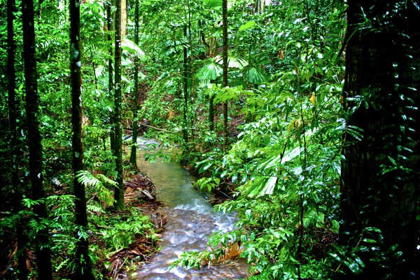 Journey Through History and Wildlife in the Heart of Daintree Rainforest