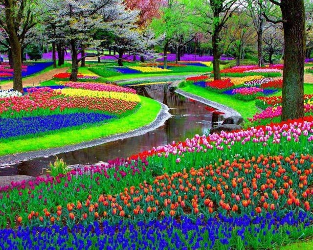 Keukenhof Gardens Lisse: Experience the Ultimate Dutch Tulip Wonderland