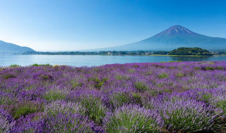 Lake Kawaguchi: Discover the Natural Beauty of Yamanashi Prefecture