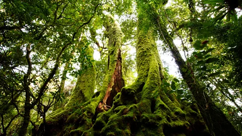 Lamington National Park Queensland - Discover Australia's Natural Wonder
