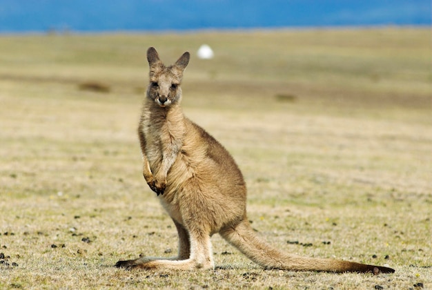 Maria Island National Park Tasmania: Discover Australia's Natural Gem
