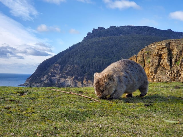 Maria Island National Park Tasmania: Discover Australia's Natural Gem