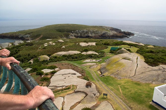 Montague Island New South Wales: Discover the Natural Beauty and Wildlife of this Iconic Destination