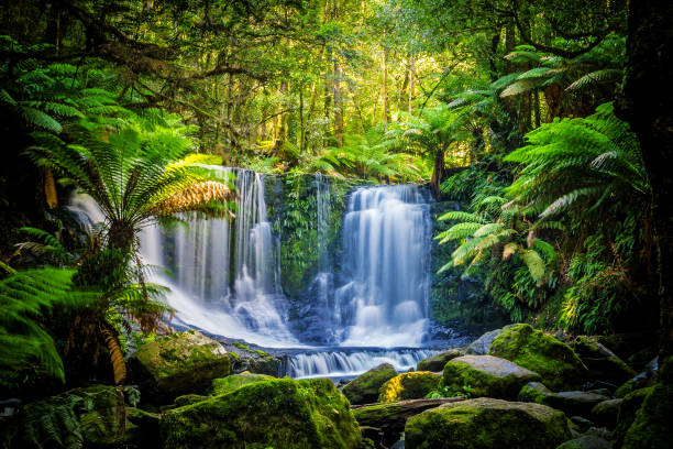Mount Field National Park Tasmania - Discover Tasmania's Natural Beauty