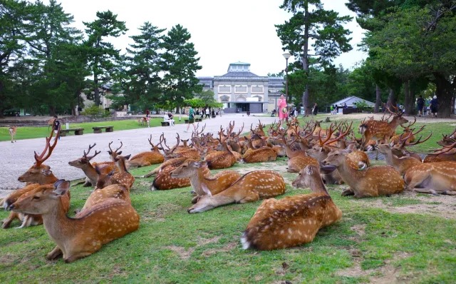 Nara Deer Park: Japan's Iconic Sanctuary for Nature and Culture