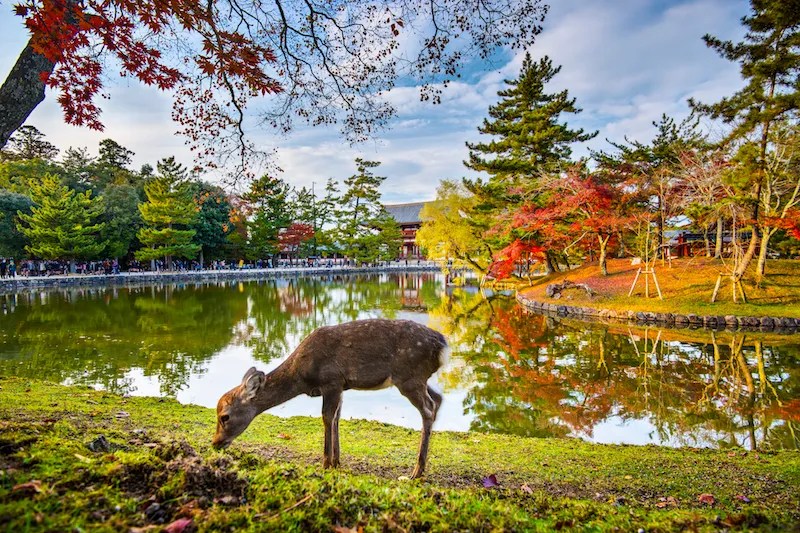 Nara Deer Park: Japan's Iconic Sanctuary for Nature and Culture