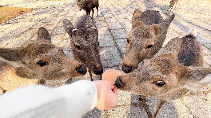 Nara Park: Journey Through History and Nature with Free Roaming Deer