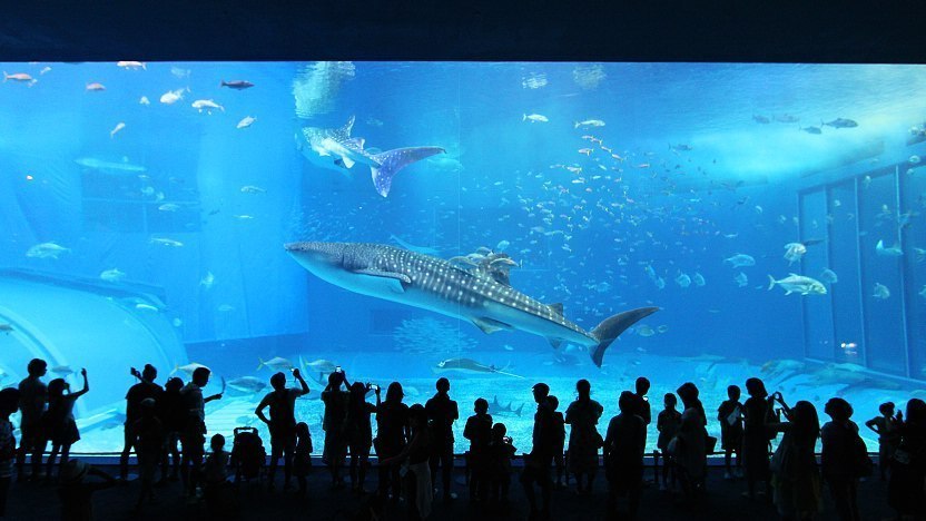 Okinawa Churaumi Aquarium Okinawa - Discover Japan's Largest Marine Wonder