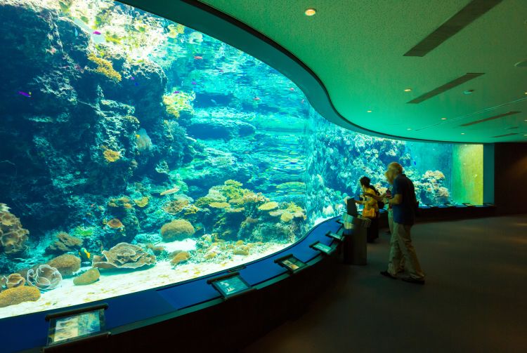 Okinawa Churaumi Aquarium Okinawa - Discover Japan's Largest Marine Wonder
