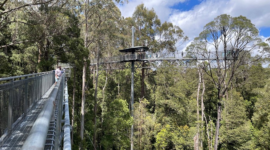 Otway Fly Treetop Adventures Victoria - Experience the Ultimate Canopy Walk