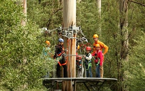 Otway Fly Treetop Adventures Victoria - Experience the Ultimate Canopy Walk