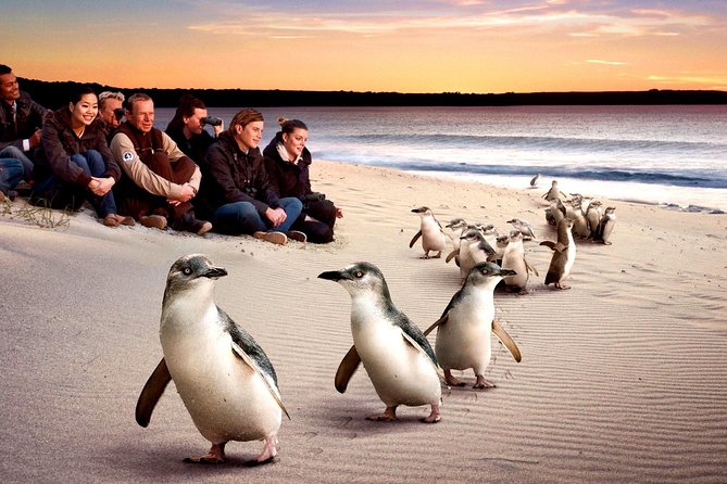 Phillip Island Penguin Parade Victoria: Experience the Ultimate Wildlife Show