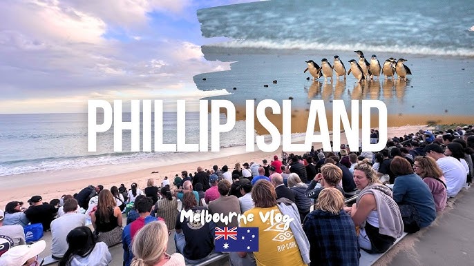 Phillip Island Penguin Parade Victoria: Experience the Ultimate Wildlife Show