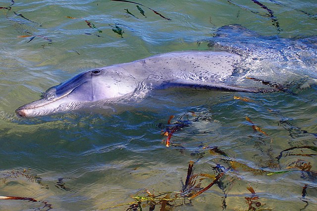 Shark Bay Western Australia: Discover the Unique Natural Wonder of the Indian Ocean Coast