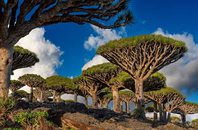 Socotra Island: Discover the Unique Beauty of the Socotra Archipelago