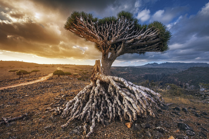 Socotra Island: Discover the Unique Beauty of the Socotra Archipelago