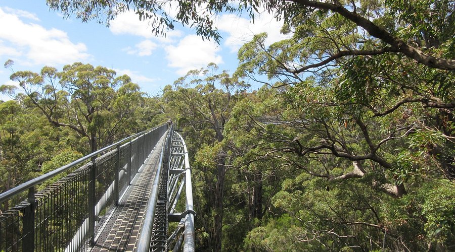 Valley of the Giants Tree Top Walk Western Australia