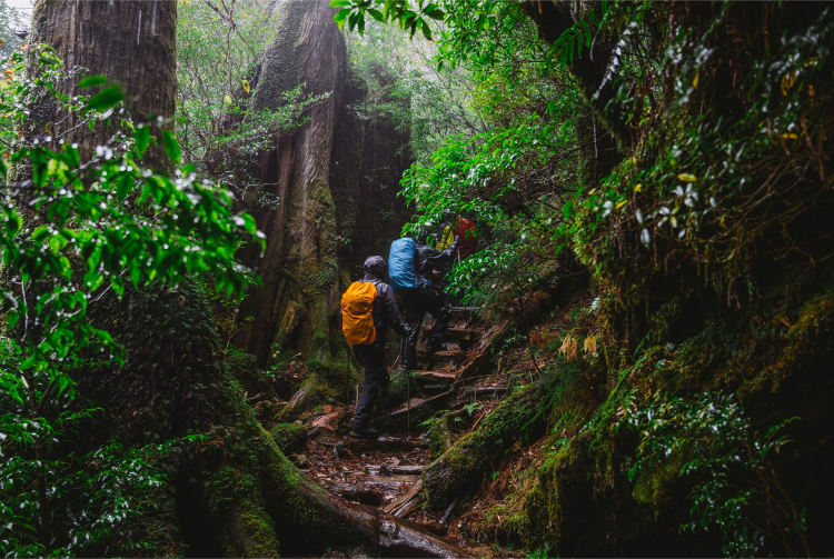 Yakushima Island Kagoshima Prefecture - Discover Japan's Natural Paradise