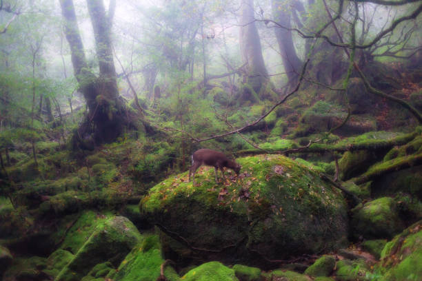Yakushima Island Kagoshima Prefecture - Discover Japan's Natural Paradise