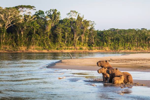 Amazon Rainforest Tours Amazon Basin - Explore the Best Jungle Adventures