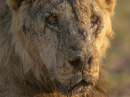 Amboseli National Park Kajiado County: Ultimate Guide to East Africa's Iconic Safari Destination