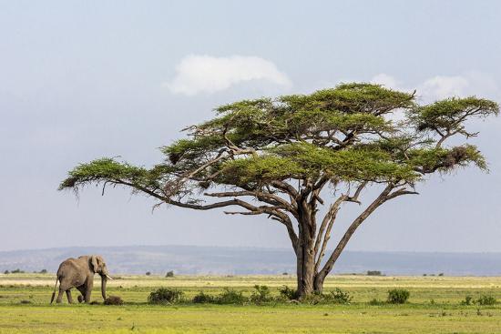 Amboseli National Park Kajiado County: Ultimate Guide to East Africa's Iconic Safari Destination