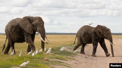 Amboseli National Park Kajiado County: Ultimate Guide to East Africa's Iconic Safari Destination