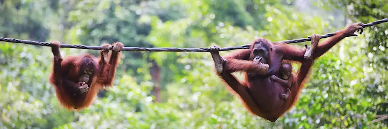 Borneo Orangutan Sanctuaries - Protecting and Saving Rare Orangutans in Borneo