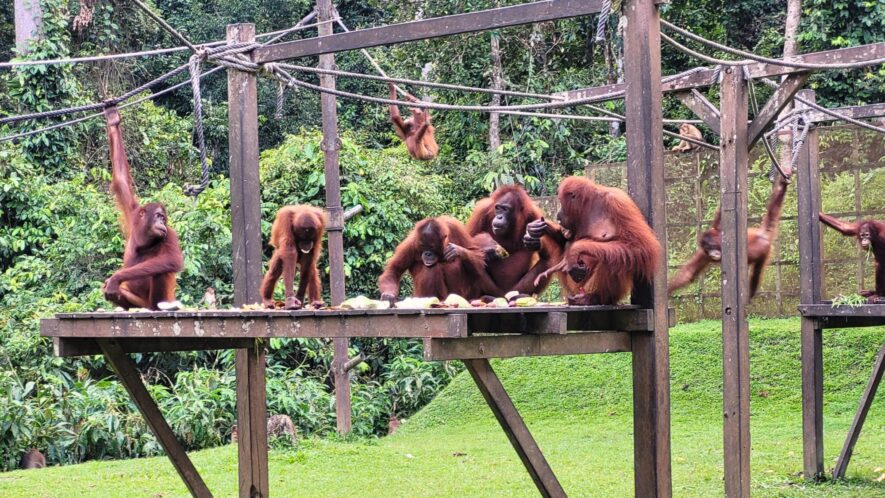 Borneo Orangutan Sanctuaries - Protecting and Saving Rare Orangutans in Borneo