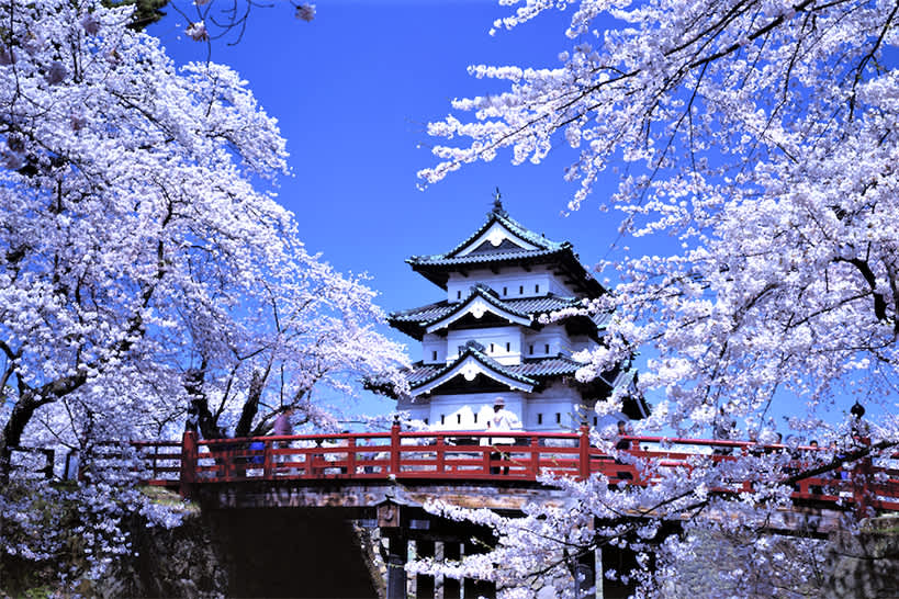 Hirosaki Cherry Blossom Festival Aomori Prefecture