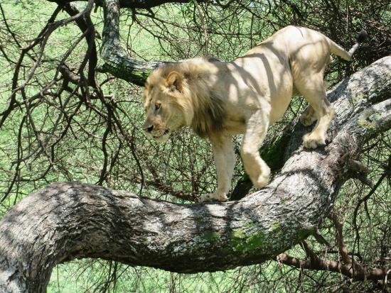 Lake Manyara Tree-Climbing Lions Safari in Arusha Region